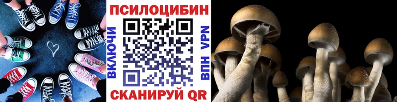 shop формула  Морозовск  Псилоцибиновые грибы Psilocybine cubensis 